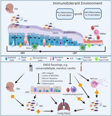 Frontiers The Interplay Between Respiratory Microbiota and